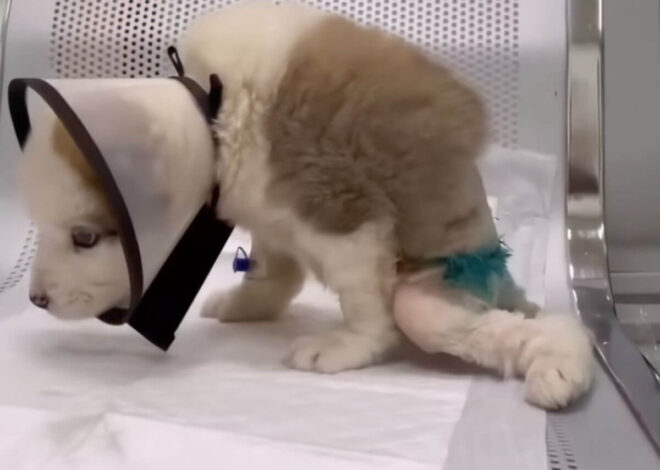 They Said This Puppy Would Never Walk Again, But One Tiny Movement Changed Everything