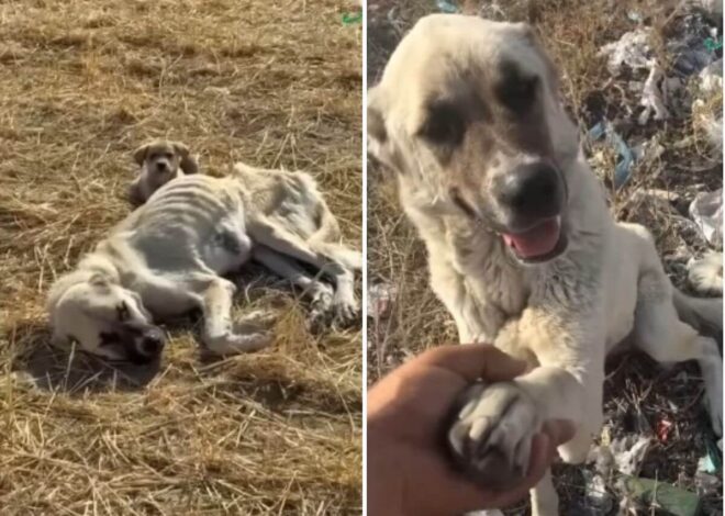 Too Weak to Stand, This Mother Dog Still Protected Her Puppy