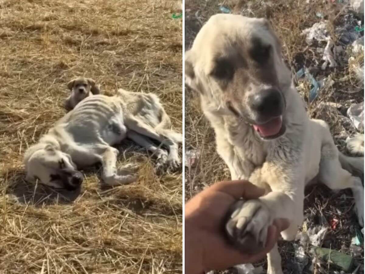 Too Weak to Stand, This Mother Dog Still Protected Her Puppy