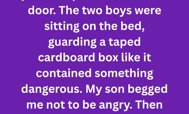 The Secret My Son Hid Inside a Cardboard Box