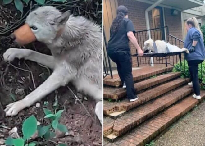 They Found the Injured Dog Alone in the Woods, But What She Did After Surgery Left Everyone Emotional