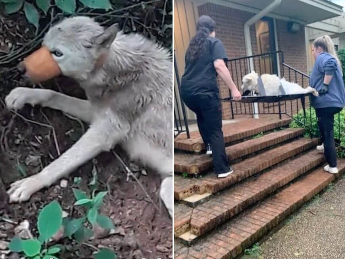 They Found the Injured Dog Alone in the Woods, But What She Did After Surgery Left Everyone Emotional