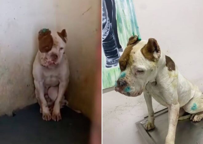 The Dog Who Stopped Waiting for Kindness Finally Learned He Was Safe