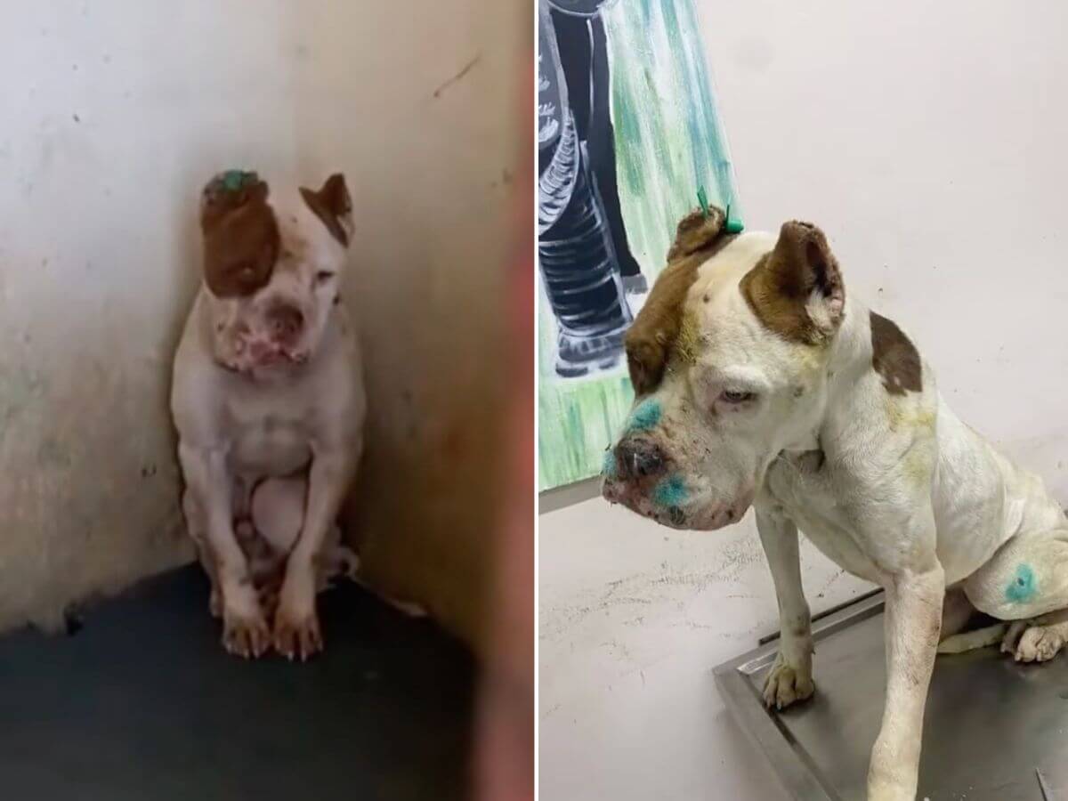 The Dog Who Stopped Waiting for Kindness Finally Learned He Was Safe