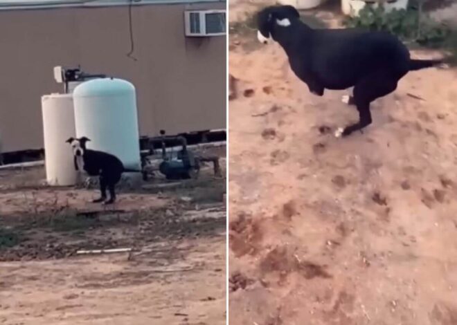He Lost His Legs, His Home, and Almost His Spirit—Until Someone Finally Stopped