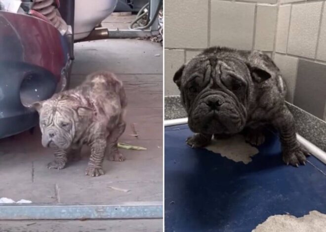 He Was Bred for Profit. Now He’s Finally Living for Joy