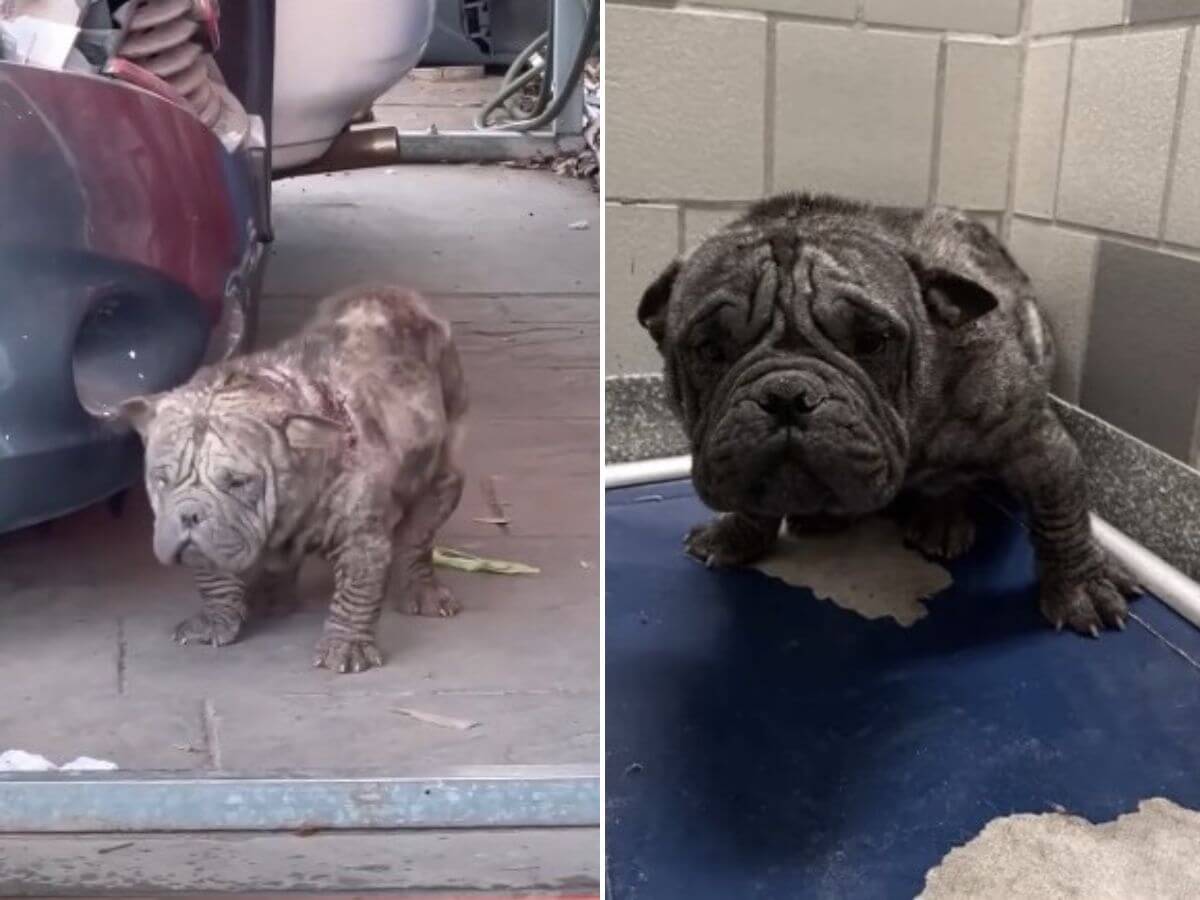He Was Bred for Profit. Now He’s Finally Living for Joy