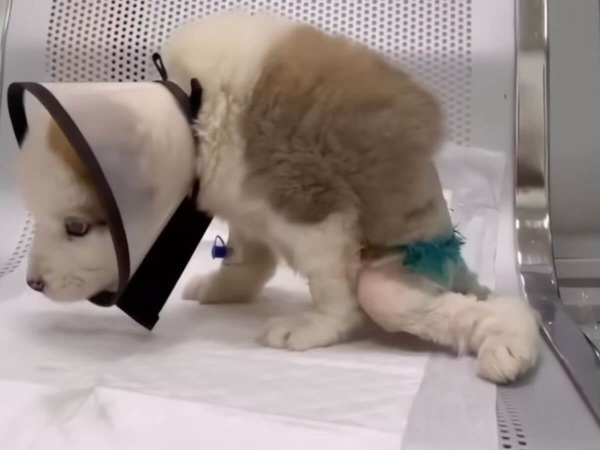 They Said This Puppy Would Never Walk Again, But One Tiny Movement Changed Everything