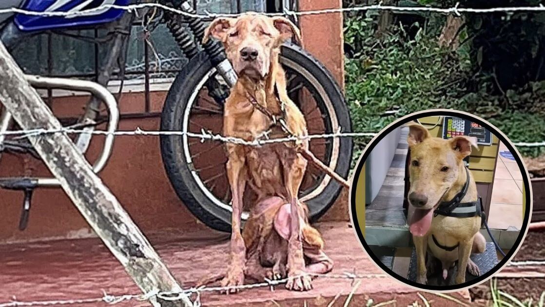 He Was Forgotten on a Chain for 5 Years. His Rescue Changed Everything