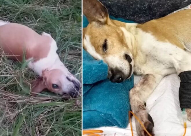 Witnesses Saw a Dog Left Injured on the Road. One Rescue Team Acted Fast.