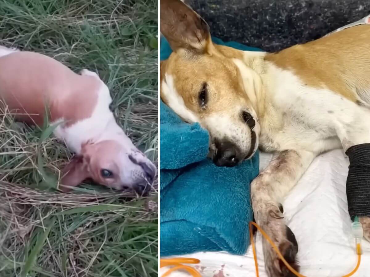 Witnesses Saw a Dog Left Injured on the Road. One Rescue Team Acted Fast.