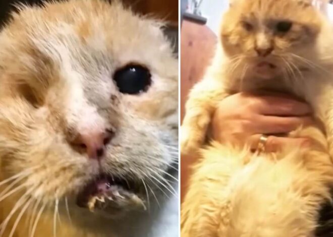 Everyone Walked Past the One-Eyed Cat. One Family Saw What Everyone Else Missed