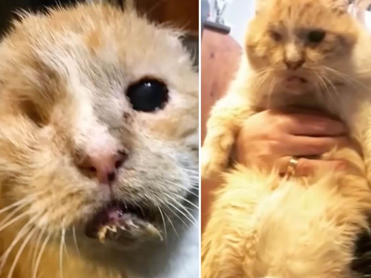 Everyone Walked Past the One-Eyed Cat. One Family Saw What Everyone Else Missed