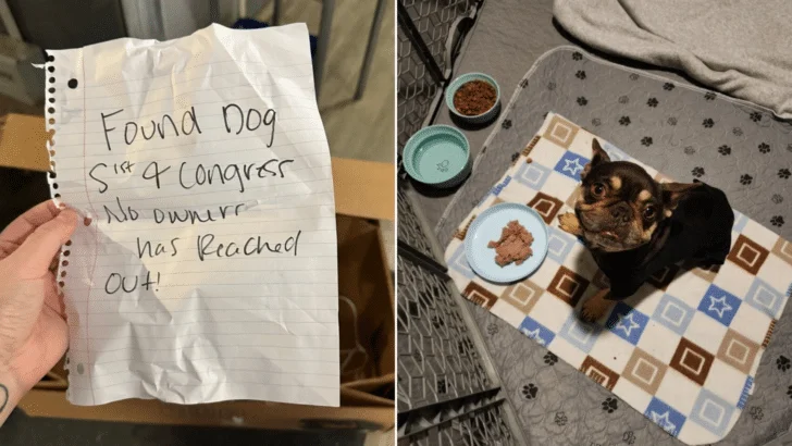 Texas Shelter Workers Read The Note First, Then Saw The Tiny Dog Inside