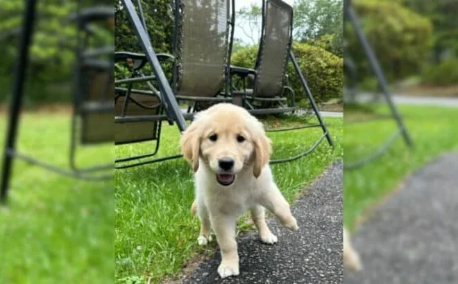 Woman Saves Dog With Missing Toe After Breeder Claims He Can’t Profit From Her
