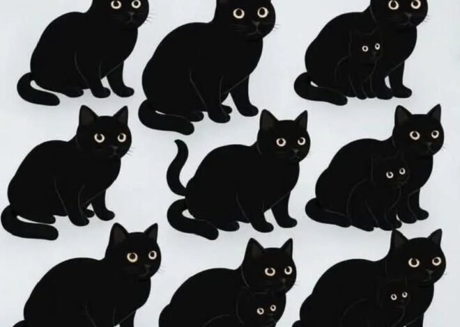 How Many Black Cats Can You See?