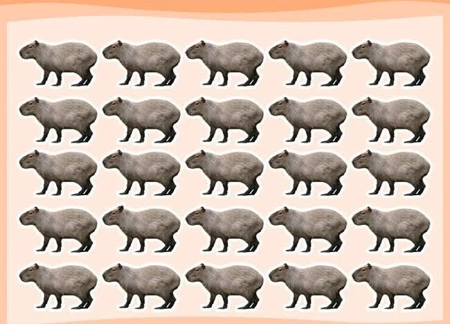 Where is the different capybara?