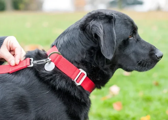 If You See a Dog Wearing a Red Collar, Here’s What It Could Mean