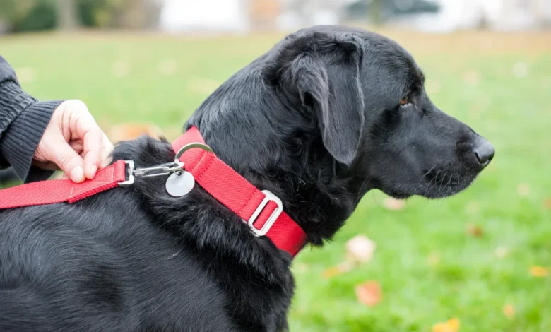 If You See a Dog Wearing a Red Collar, Here’s What It Could Mean