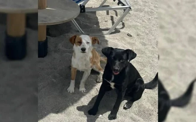 This Woman’s Trip Took A Sudden Turn When She Came Across 2 Adorable Stray Dogs