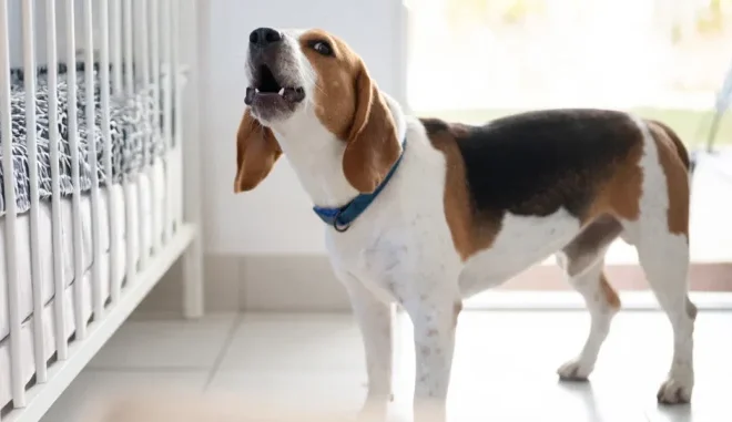Our Dog Wouldn’t Stop Barking at Our Newborn’s Crib — What I Discovered Under the Mattress Left Me Stunned