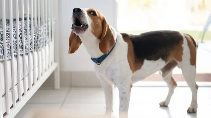 Our Dog Wouldn’t Stop Barking at Our Newborn’s Crib — What I Discovered Under the Mattress Left Me Stunned