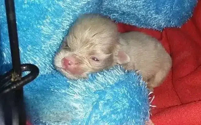 Rescuers Were Shocked To Find This Newborn Albino Puppy So They Rushed Him To The Clinic