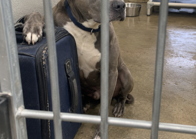 The One-Eyed Pit Bull Was Left at a Shelter With a Suitcase — When Workers Tried to Move It, His Panic Exposed the Child Missing From His Life