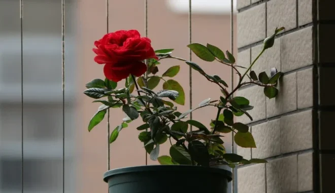 Dad Breaks Grieving Son’s Potted Rose with Late Mom’s Ashes Mixed into the Soil