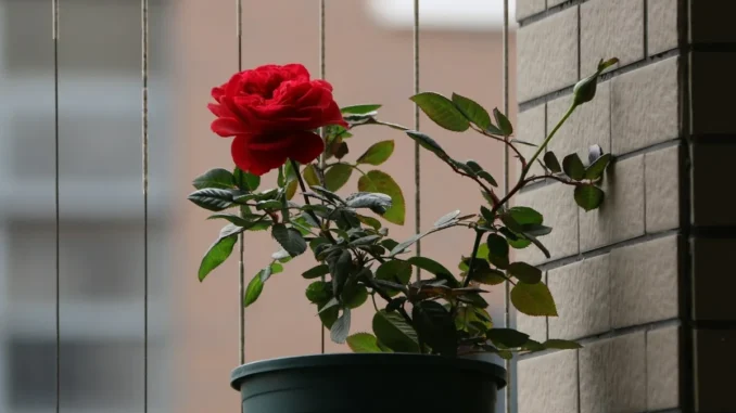 Dad Breaks Grieving Son’s Potted Rose with Late Mom’s Ashes Mixed into the Soil