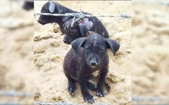 Farmer Was Shocked To See Small Puppies Lying On An Old Blanket And Realized He Had To Help