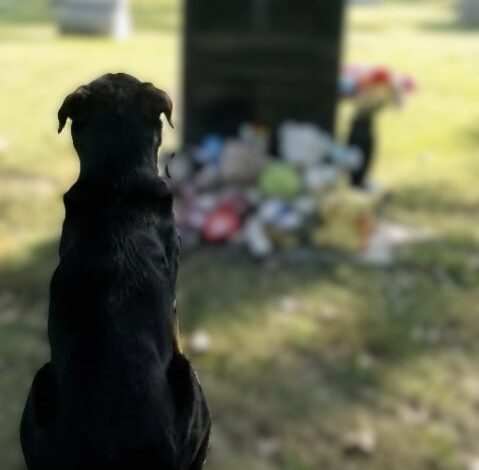 A Strange Dog Sat at My Son’s Grave Every Day – One Day, I Decided to Follow It