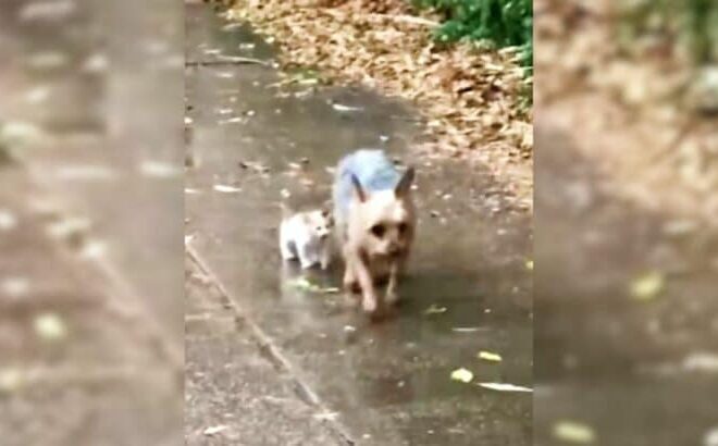 An Adorable Yorkshire Terrier Grabbed His Superhero Suit And Helped A Homeless Kitten Find A Loving Home