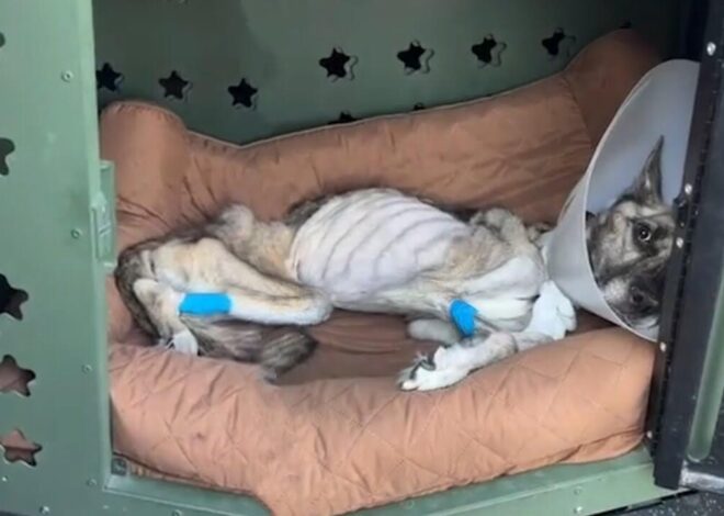 He Weighed 18 Pounds When He Should’ve Been 80. Raider’s Fight to Stay Alive