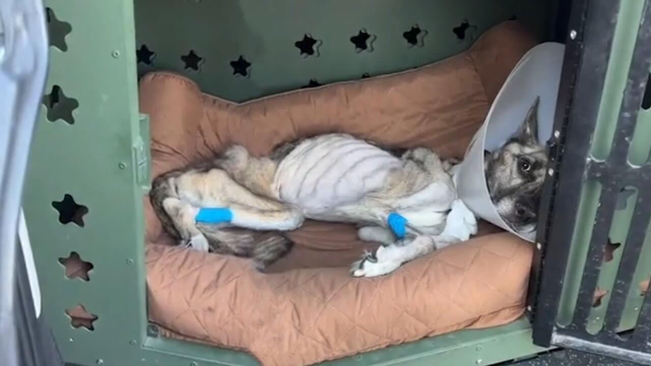 He Weighed 18 Pounds When He Should’ve Been 80. Raider’s Fight to Stay Alive