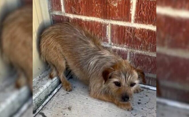 Owners Who Lost Their Pups Got Reunited With One Of Them, Only to Discover Even More Joyful News
