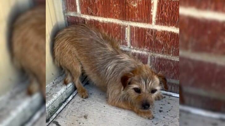 Owners Who Lost Their Pups Got Reunited With One Of Them, Only to Discover Even More Joyful News