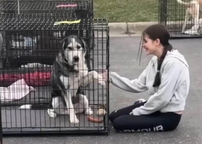 After 11 Years of Loyalty, He Was Left Behind. Until a Little Girl Saw the Dog No One Else Did