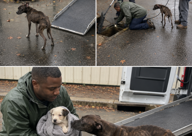 An Emaciated Mother Dog Refused to Enter the Rescue Van — Her Puppies Were Already Inside, but She Kept Looking Toward the Drain Everyone Thought Was Empty