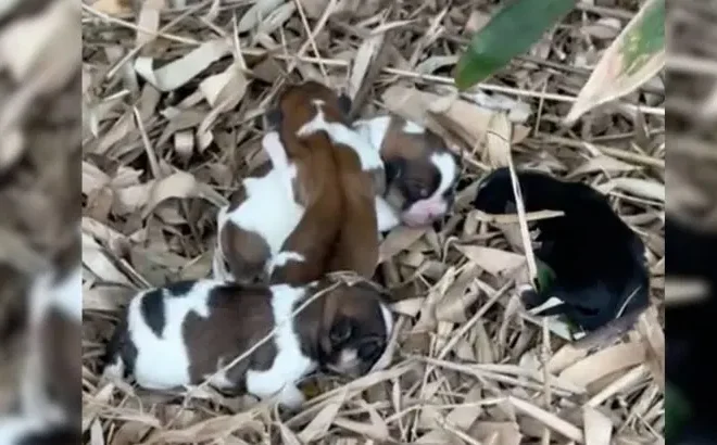 Man Was Walking In The Woods When He Saw Something Surprising In A Pile Of Leaves