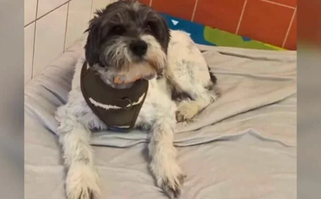 Michigan Shelter Dog Faces Heartbreak When His Family Changes Their Mind Almost Immediately