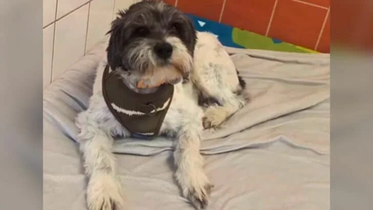 Michigan Shelter Dog Faces Heartbreak When His Family Changes Their Mind Almost Immediately