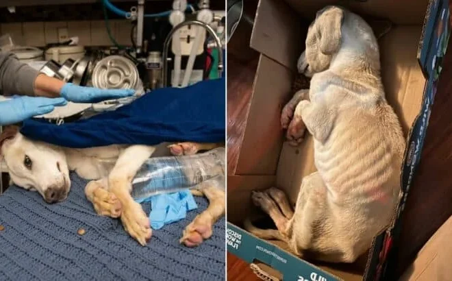 Missouri Rescuers Find A Fragile Puppy So Cold Their Equipment Could Not Read His Temperature