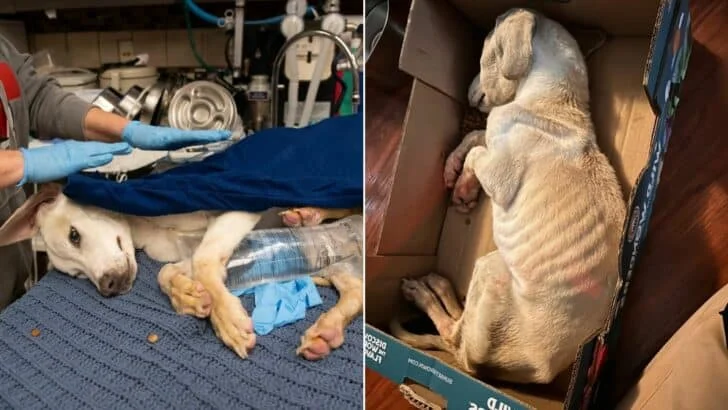 Missouri Rescuers Find A Fragile Puppy So Cold Their Equipment Could Not Read His Temperature
