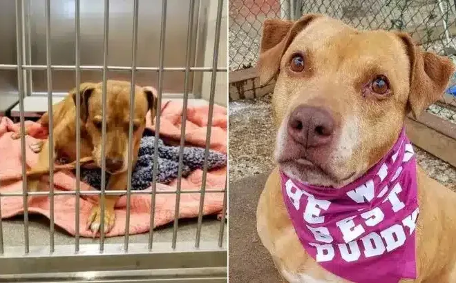 Animal Control Finds A Missing Dog, But The Family Refuses To Claim Him