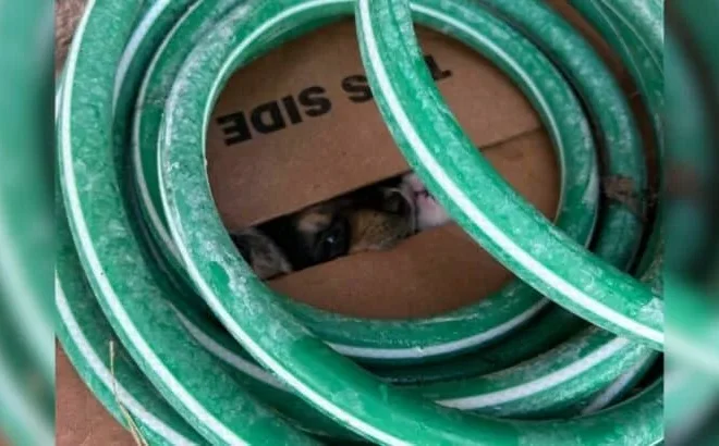 Texas Volunteer Stops At Soft Whimpers And Discovers A Box Holding Seven Frightened Lives