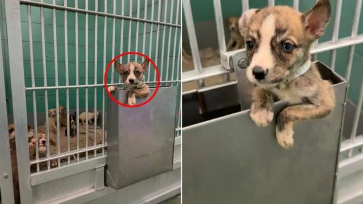 Tiny Texas Puppy Defies The Odds With One Brave Move For His Brothers And Sisters