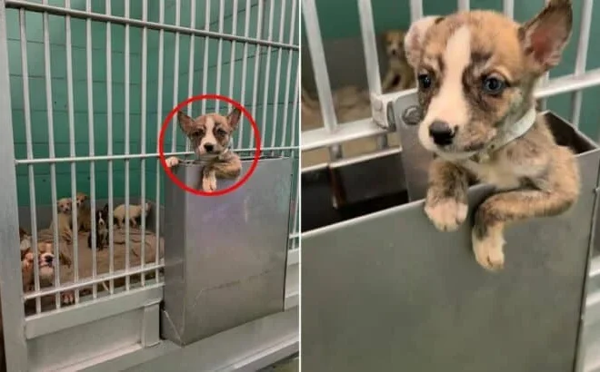 Tiny Texas Puppy Defies The Odds With One Brave Move For His Brothers And Sisters