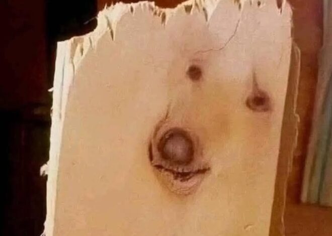 Which animal do you see first? Rabbit? Fish?