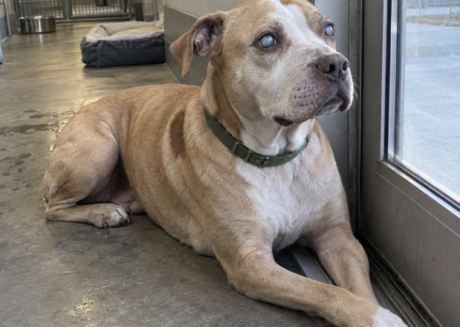 The Cloudy-Eyed Mother Watched Her Last Puppy Leave the Shelter — That Afternoon, the Adopter Returned Because She Couldn’t Forget the Dog Beside the Empty Door